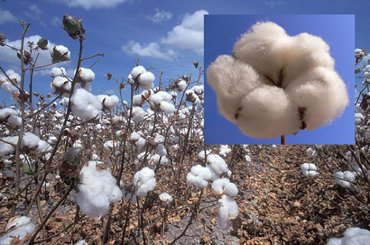 Cotton field and cotton boll